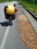 Sechage de cacao sur la route.JPG
